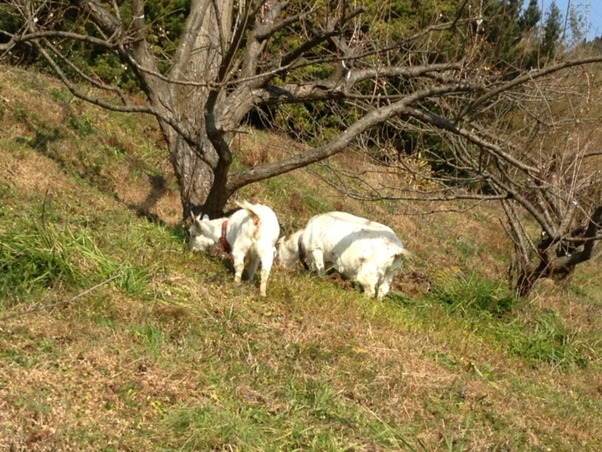 ヤギの長老と一緒に草を食べているヤギの花