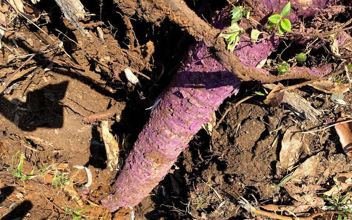 【伐採仕事】知っとる？桑の木の根っこって紫かとばい