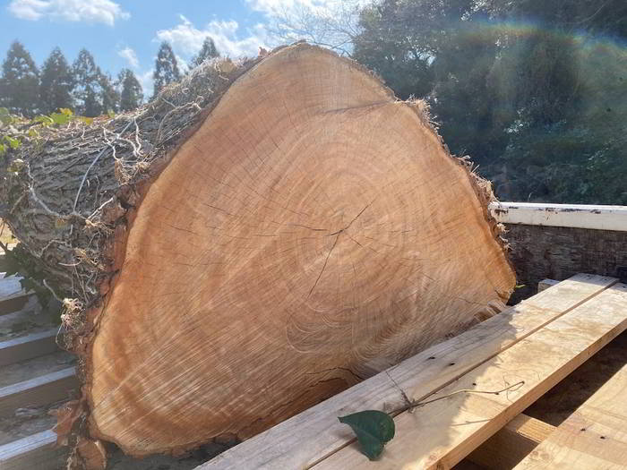 【伐採仕事】大木の伐採のための道づくり