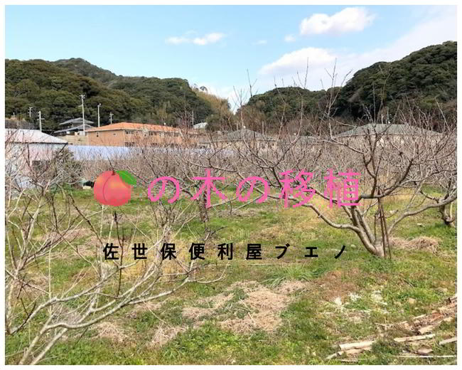 【伐採仕事】桃の木の移植予定地の下見ばい★果樹園整備①